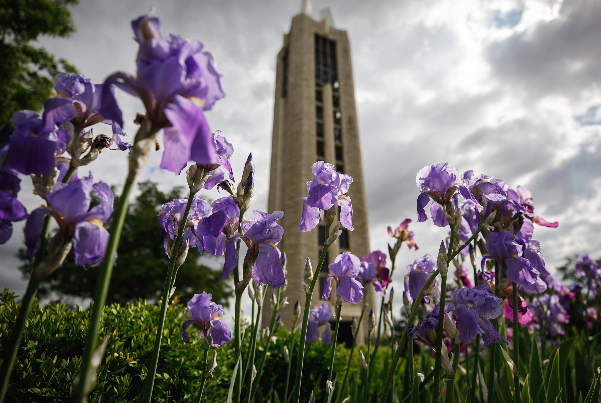 Purple flowers in front of a tower
