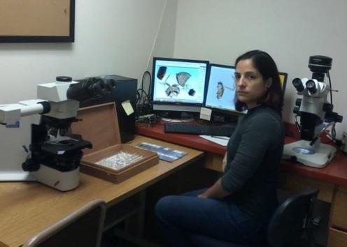 A person with black, shoulder length hair who is wearing a dark colored shirt and pants and who is using lab technology to study the morphology of disarticulated beetles