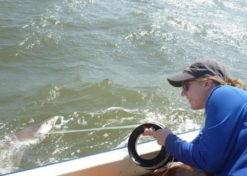 A person with brown hair who is wearing a baseball hat and a blue shirt and who is catching a shark (near the South Carolina coast) for their research on Elasmobranch cestodes